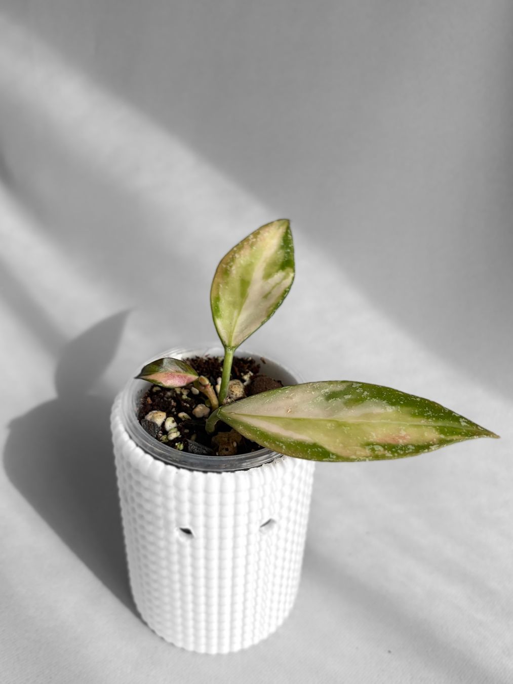 Pflanzen & Samen: Hoya Nabawanensis Inner Variegated – Neu (gemäss Beschreibung) aus Seuzach von animaplants 1