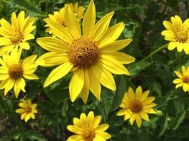 Hohe Stauden-Sonnenblume - Helianthus m. - 100 Samen