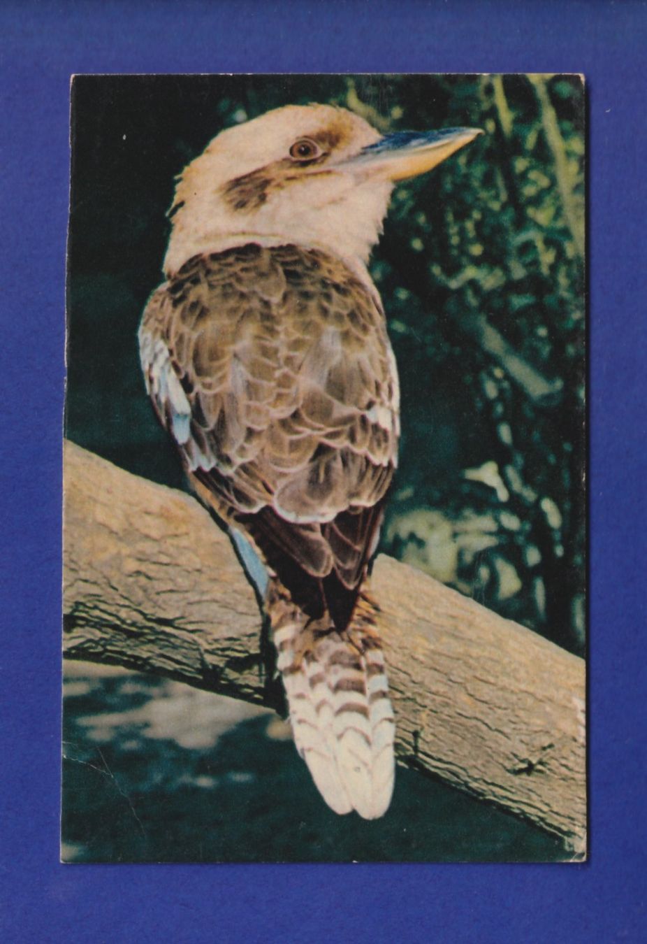 Cartes postales: OISEAU - Martin-Pêcheur / Kookaburra – D'occasion à Pully par nicecards-shop