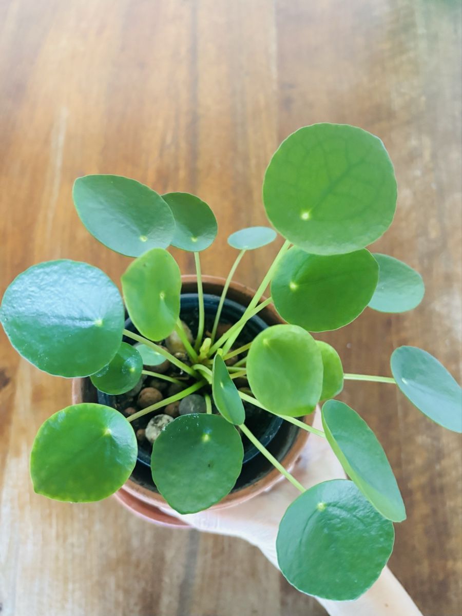 Plantes & graines: Easy care 3-Houseplants ⭐️ – D'occasion à Zürich par Bumble3 7