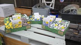 Restposten 100 Pack Setzzwiebeln Div.