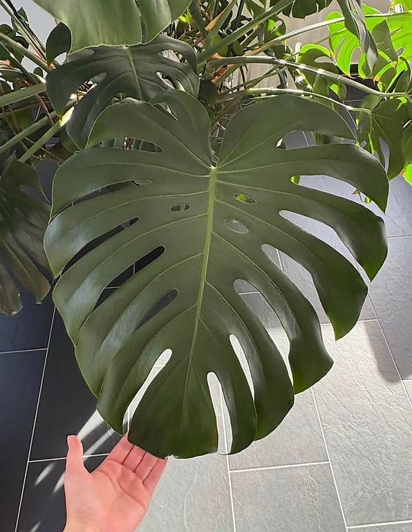 Pflanzen & Samen: Monstera – Gebraucht aus Langenthal von pwn_j7rz 1