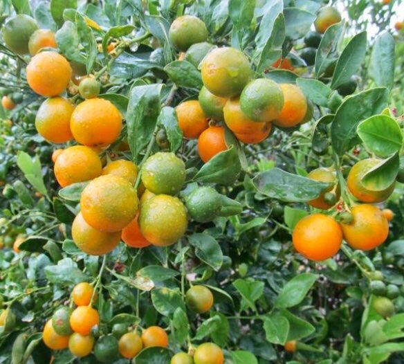 Pflanzen & Samen: Ab 5.- fr 5 Samen Kalamondin CITROFORTUNELLA MICROCARPA= – Neu und originalverpackt aus Rovio von POSITIFFARTandPLANTS 3
