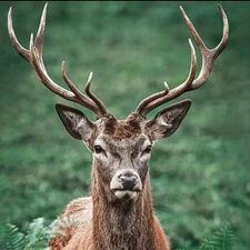 Profile image of Tschierv