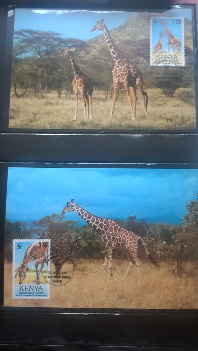 Tutti i francobolli: Kenia 1989 Satz Maximumkarten WWF Giraffen – Nuovo (secondo la descrizione) da Liestal venduto da schnueps 1