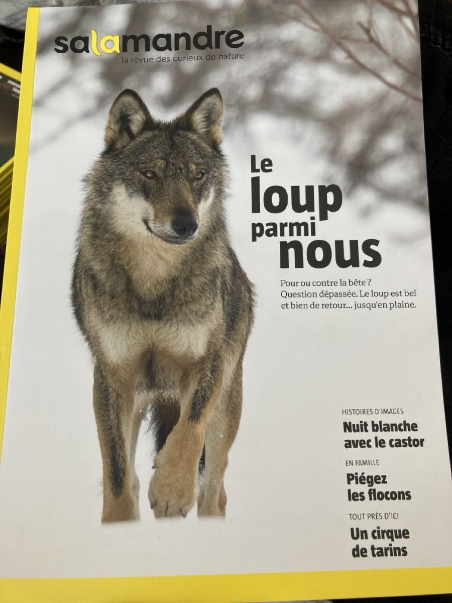 Riviste & Magazine: Salamandre: Le loup parmi nous – Usato da Neuchâtel venduto da Tradeboi