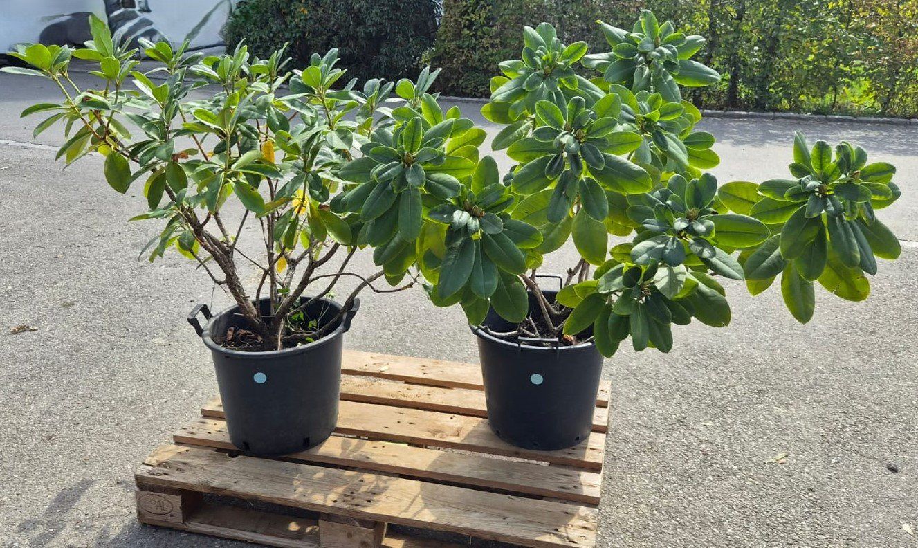 Piante & sementi: 2 grosse Rhododendren Hybride 'Cunningham's White' – Usato da Forch venduto da WeberC 1