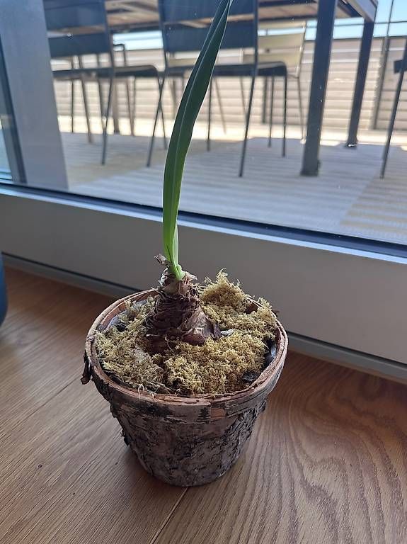 Plantes & graines: Plantes vertes & pots – D'occasion à Meilen par mar_6gyz 3