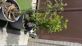 Lot plantes vivantes + pots gris foncé terrasse - CHF 29