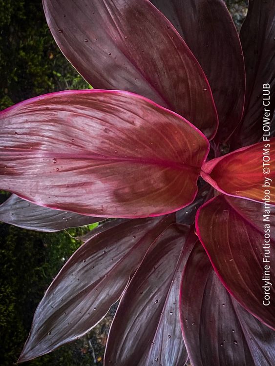 Cordyline fruticosa 'Mambo' en Drypot Rattan main image 0