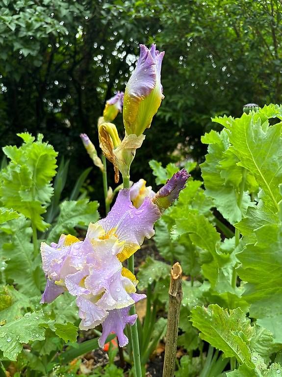 Plantes & graines: Iris germanica – D'occasion à Moudon par jcs_k9m7