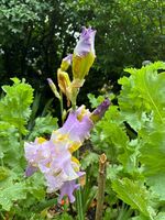 Iris germanica