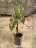 🪴 Alocasia Pseudo Sanderiana Pink