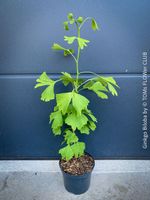Ginkgo Biloba - Baum als ein lebendes Fossil