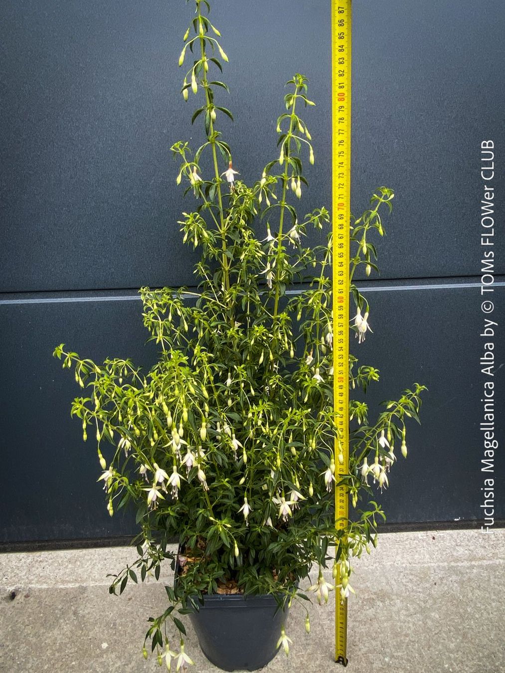 Piante & sementi: Fuchsia Magellanica Alba oder Arauco - winterharte Sorten – Usato da Adliswil venduto da asTOMas963 9