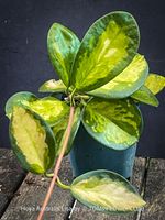 Hoya Australis 'Lisa' - aus eigener 100% Bio-Vermehrung