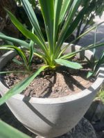YUCCA FLAMENTOSA 50cm. Immergrüne & winterharte