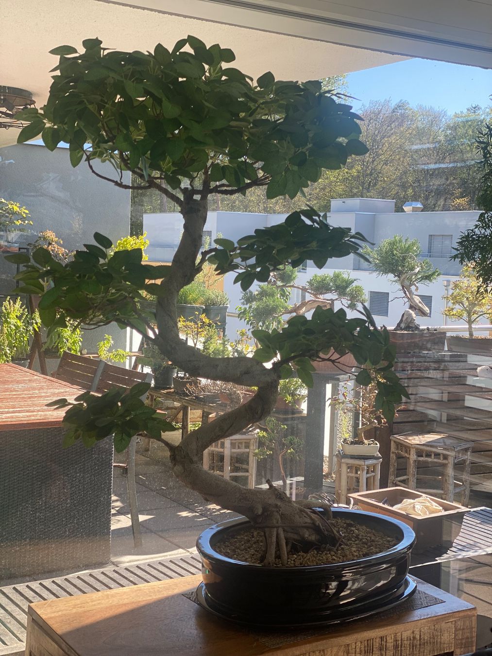 Piante & sementi: Imposanter Ficus - einzigartiger Blickfang – Usato da Aarau Rohr venduto da Sergiomendez 8