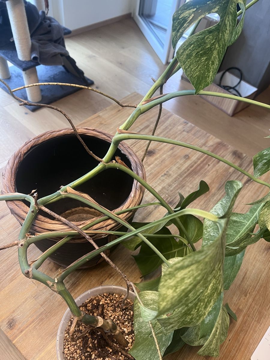 Pflanzen & Samen: Monstera Jungle mint – Gebraucht aus Meilen von THE_SWISS_PLANTS 5