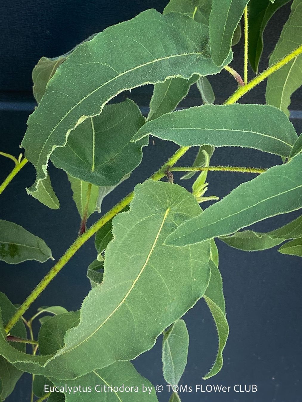Piante & sementi: Corymbia Citriodora - Zitronen-Eukalyptus stark duftend – Nuovo e nell'imballaggio originale da Adliswil venduto da astom369 4