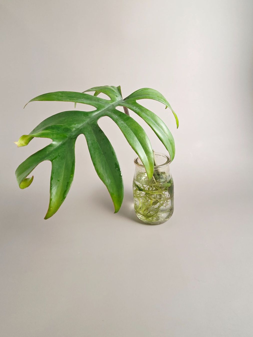 Piante & sementi: Philodendron mayoi Steckling – Nuovo (secondo la descrizione) da Gerolfingen venduto da Azora 3