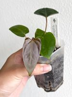 Anthurium Mr. Worldwide X Zara × (Michelle × Zara) #4