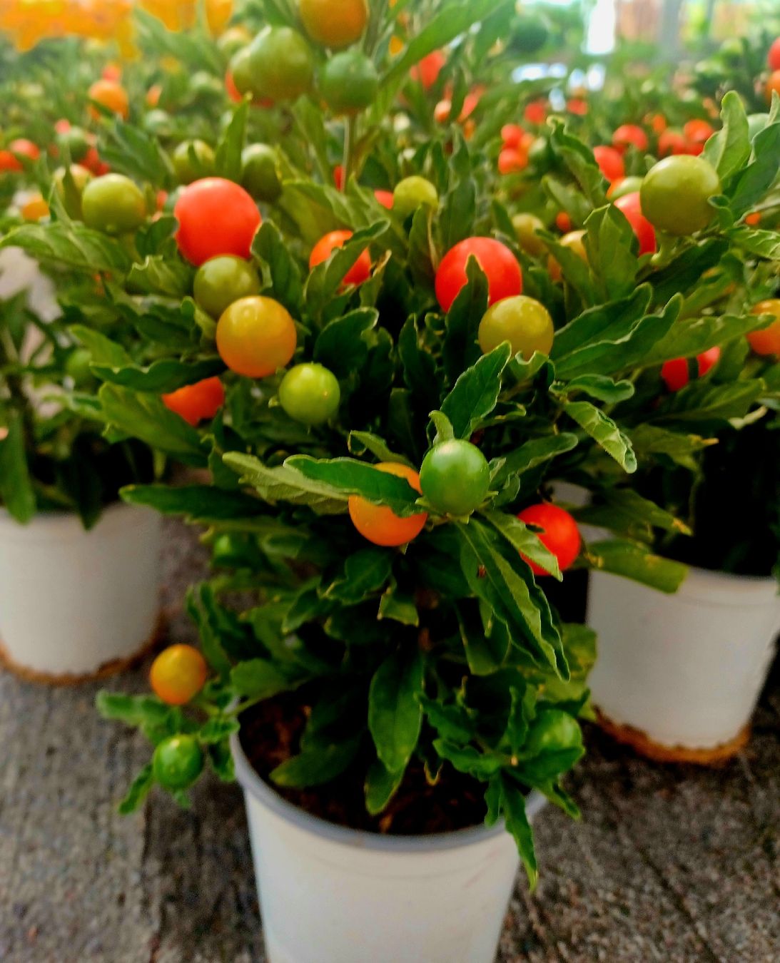 Pflanzen & Samen: "Kirschevon Jerusalem" oder SOLANUM PSEUDOCAPISCUM. 20-30 cm – Neu und originalverpackt aus Rovio von POSITIFFARTandPLANTS