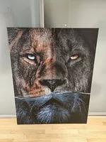 Löwen Bild