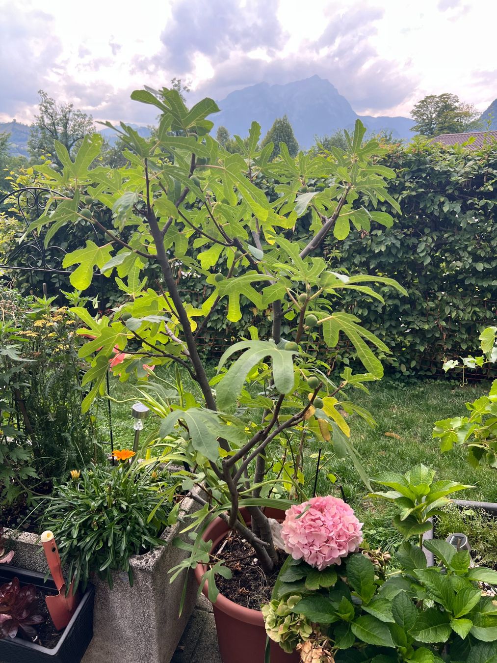 Plantes & graines: Feigenbaum im Topf, ca. 140 cm hoch, mit Früchten – D'occasion à Volketswil par SecondHanderia