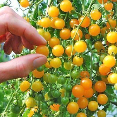 Piante & sementi: 50 Samen Johannisbeertomate GELB – Nuovo (secondo la descrizione) da Ehrendingen venduto da VerveinaSamen
