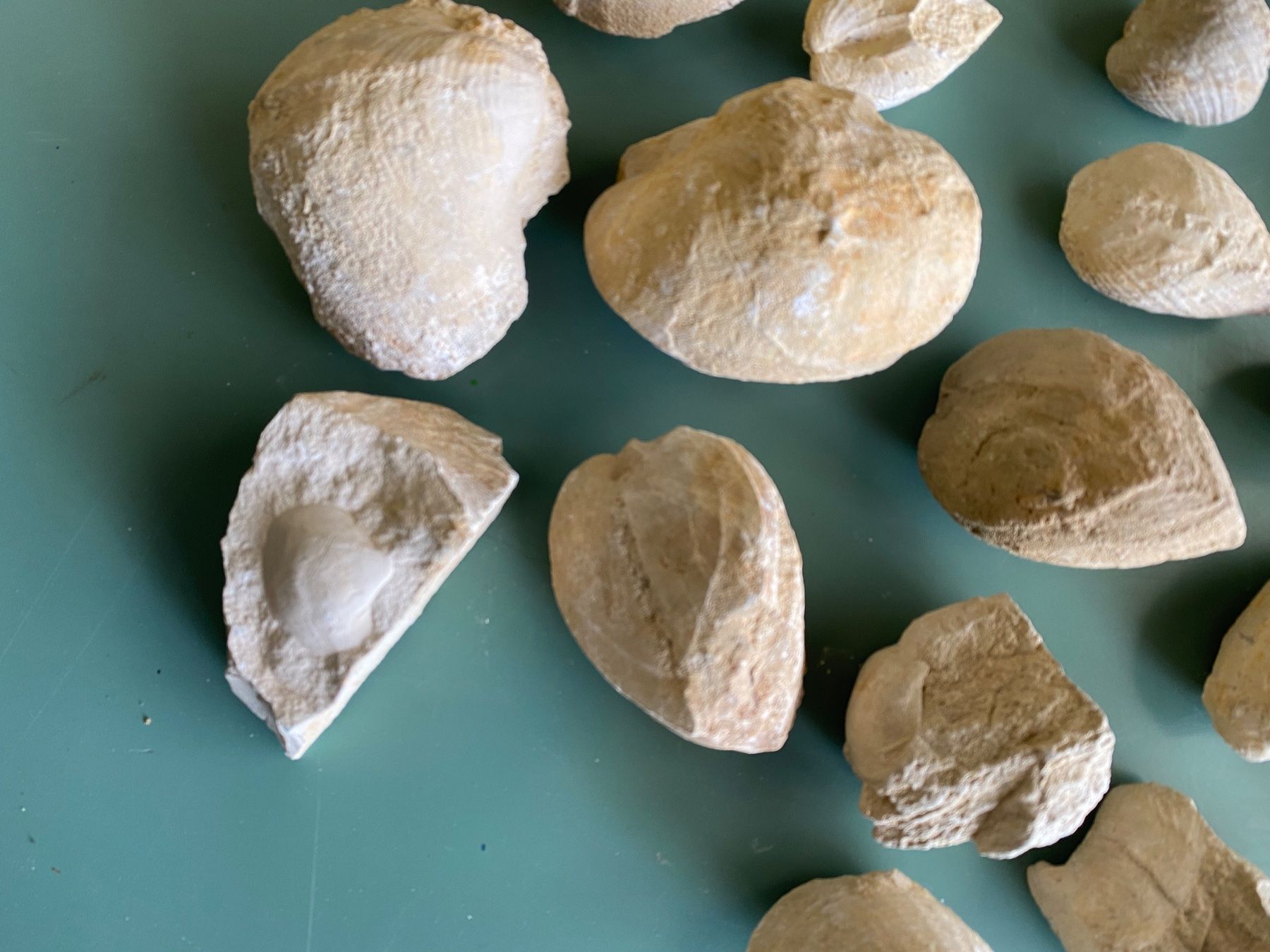 Fossili: Versteinerte Muscheln – Usato da Liestal venduto da Stephanoceras1 4