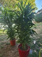 2x Dracaena Zimmerpflanze mit Topf Zustand gut
