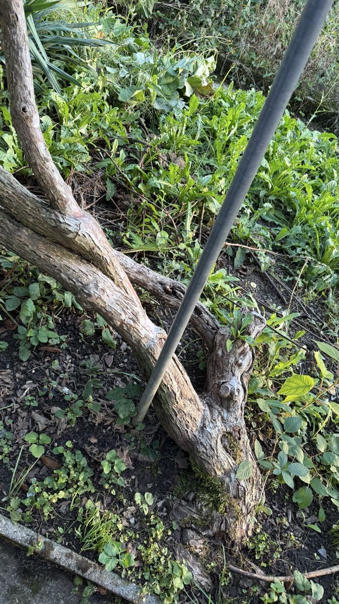 Pflanzen & Samen: Kiwibaum – Gebraucht aus Root von Jana_Ma 2