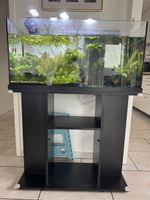 Komplettes Aquarium 
