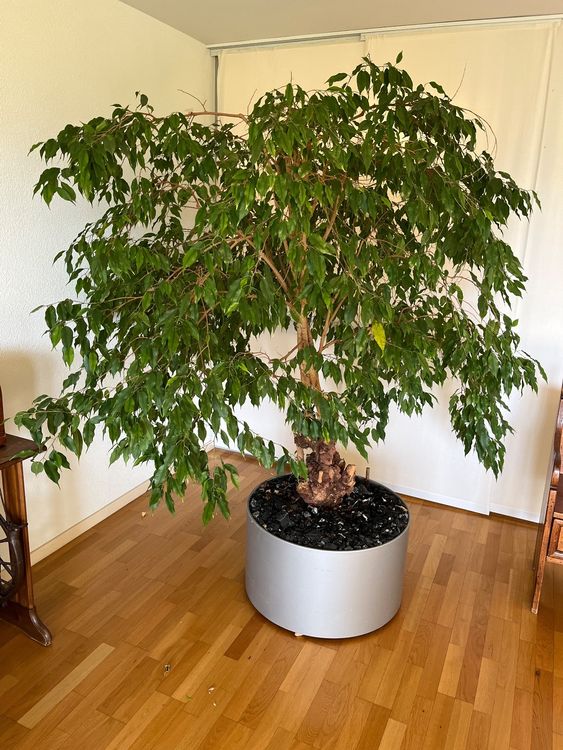 Produktbild von SAMEN Zimmer Pflanzen ZIMMERLINDE Wohnzimmer Diele Immergrün Schnell