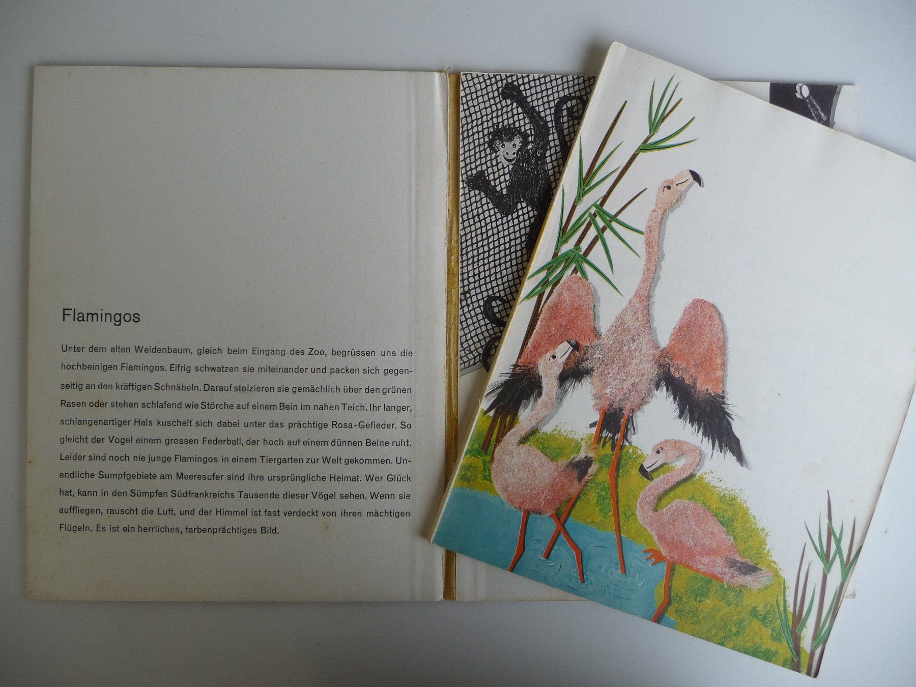 Libri: MARGRIT ROELLI - AUF IN DEN ZOO – Usato da Aesch BL venduto da Imoonlight 1