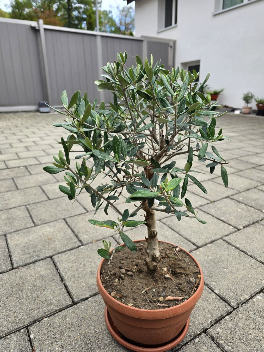 Pflanzen & Samen: Olivenbaum – Gebraucht aus Aarburg von popkorn65 1
