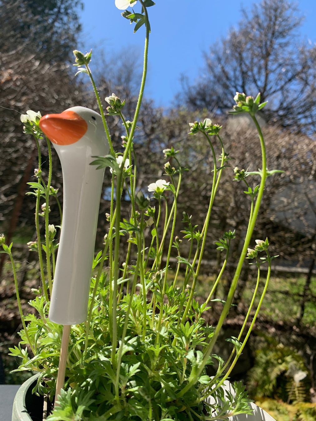 Tutte le decorazioni: Blumenstecker mit Gänsekopf, Keramik, Gans – Nuovo (secondo la descrizione) da St. Gallen venduto da Miousch 2