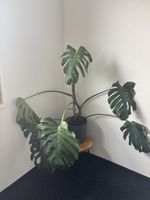 Monstera
