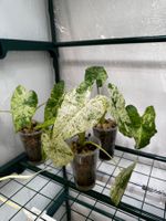 🌱 Alocasia odora batik