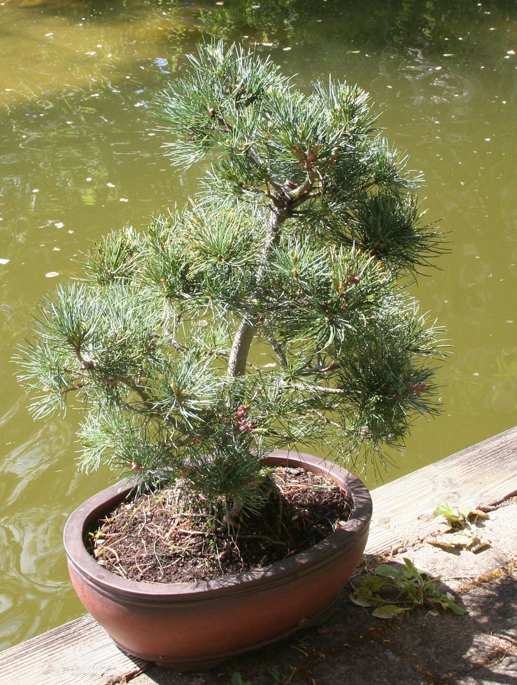 Piante & sementi: BONSAI  -  Mädchenkiefer – Nuovo (secondo la descrizione) da Gretzenbach venduto da Sikim 2