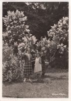 Weisser Flieder 1934