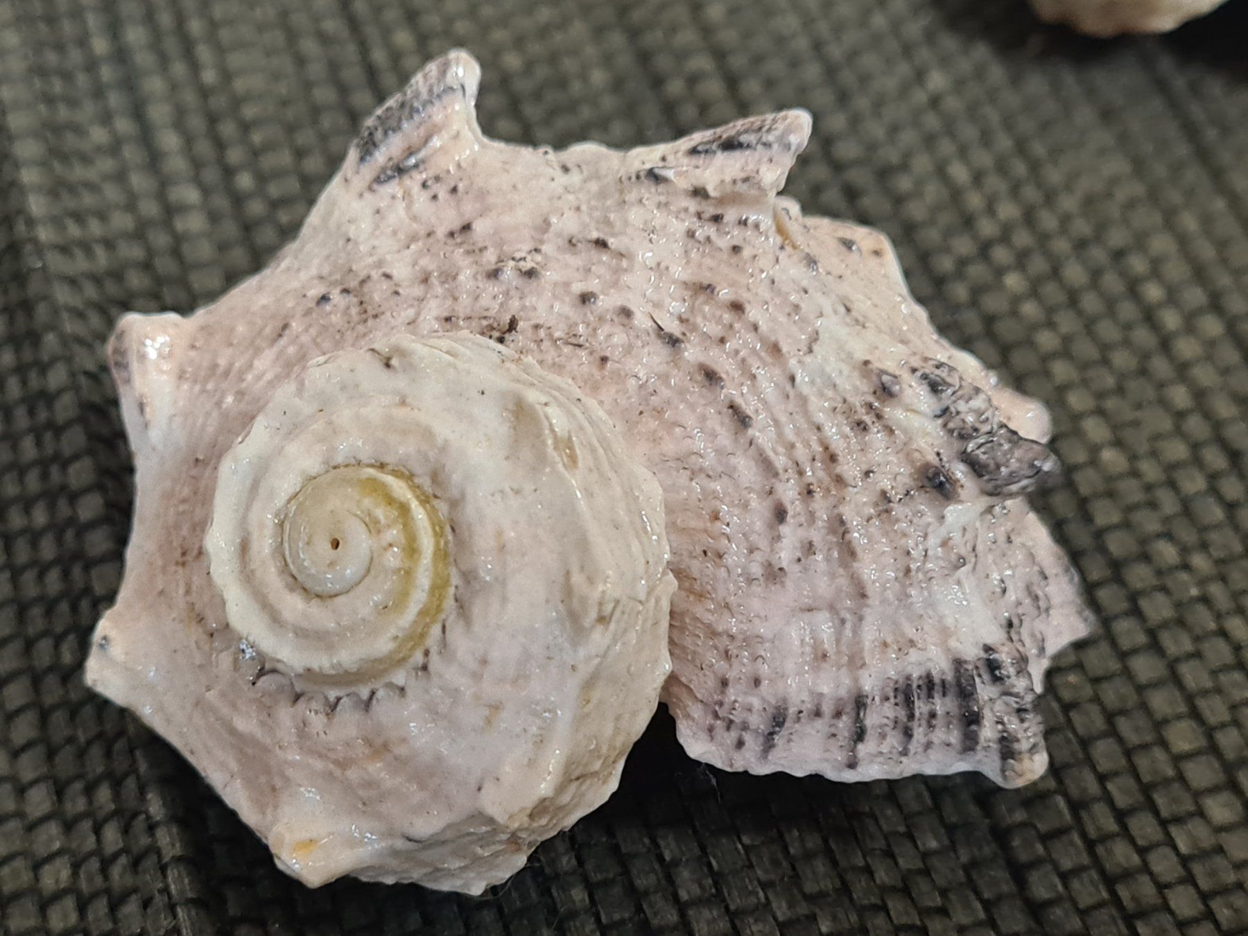 Fossilien: Schnecken- Muschel, ca L 6 cm – Gebraucht aus Amriswil von kleindeko