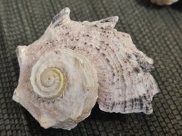Schnecken- Muschel, ca L 6 cm