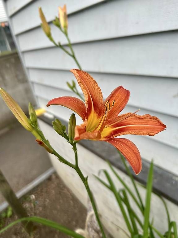 Vasi per fiori: 6 Blumen im Tontopf  – Usato da Frauenfeld venduto da Irene.Schuppli 1