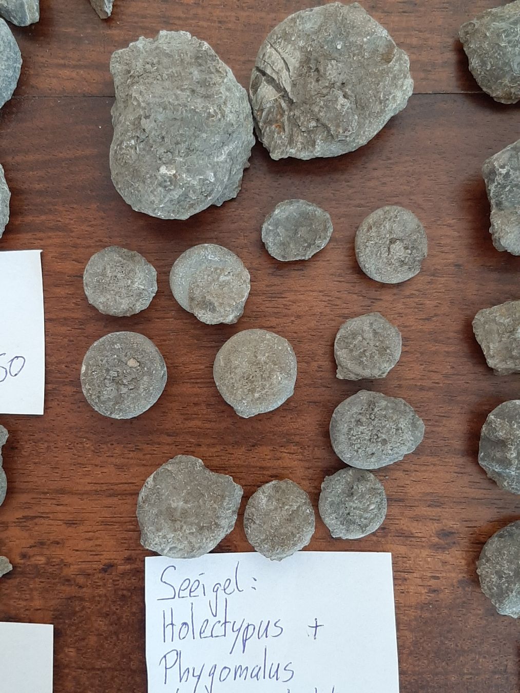 Fossili: Verschiedene Fossilien Schweiz – Usato da Rickenbach BL venduto da Oktober68 7