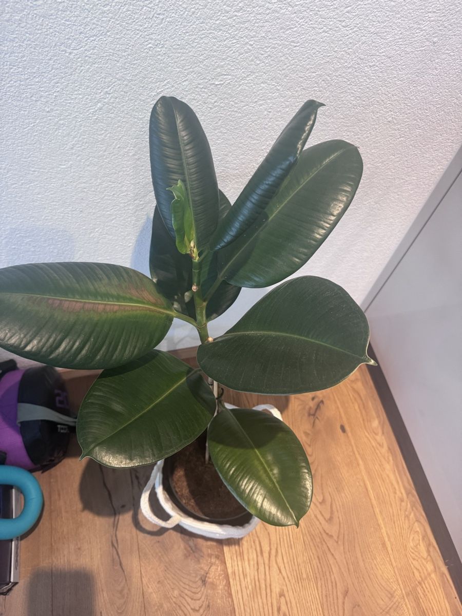Piante & sementi: Grosse ficus elastica – Usato da Brig venduto da dit_d5mn
