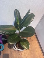 Grosse ficus elastica