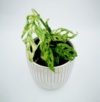 Monstera adansonii Frozen Freckles – top Panaschierung