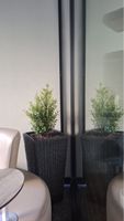 Robustico-Pflanze inklusive modernem Blumentopf